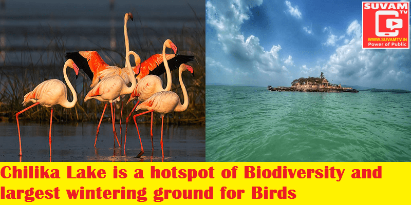 Chilika Lake is a hotspot of Biodiversity and largest wintering ground for Birds