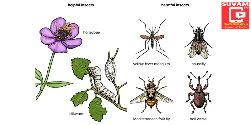 The Useful, Harmful and Social Insects in the World