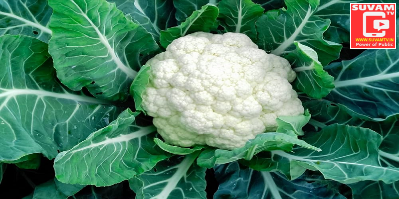 Cauliflower and Curd Rice is very beneficial for good Health